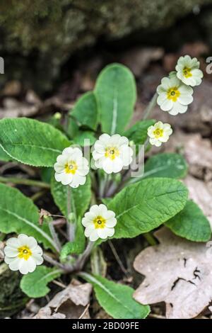 Un piccolo grumo di fiori primaverili in un bosco vicino Foto Stock