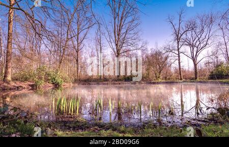 Lago foggy nella foresta belga. Foto Stock
