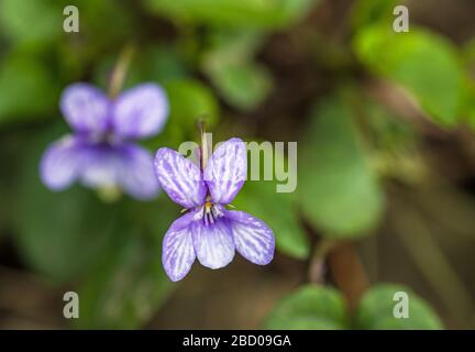 Un piccolo fiore di colore viola che cresce in boschi e siepi. Questo era in un bosco e fotografato in primavera. Foto Stock