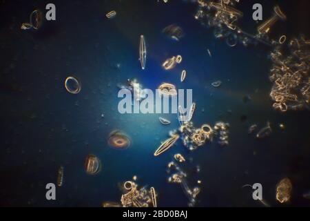 Diatomi di acqua dolce Newton Beck, S Yorks. REGNO UNITO Foto Stock