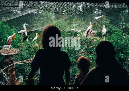 Bambini nello zoo che guardano gli uccelli Foto Stock