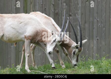 Oryx. Specie: Dammah,genere: Oryx,Famiglia: Bovidae,Ordine: Artiodactyla,Classe: Mammalia,Phylum: Chordata,Regno: Animalia,Oryx orlato-Scimitar,Oryx,ungulati,ungulati-anche-toed,Male,Sweeney,Omar Scimitarhorned Oryx Foto Stock