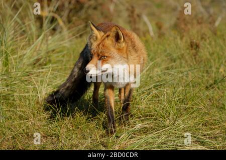 Una magnifica volpe Rossa selvaggia, a caccia di cibo da mangiare nell'erba lunga Foto Stock