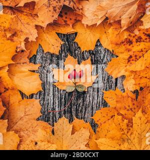 Sfondo autunnale: Foglie di acero di colore giallo su tavola di legno con rosa canina (rosa canina) Foto Stock