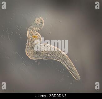 Protista ciliato vivo di Spirostomum, semi-contattato (si ritrae se disturbato) Foto Stock