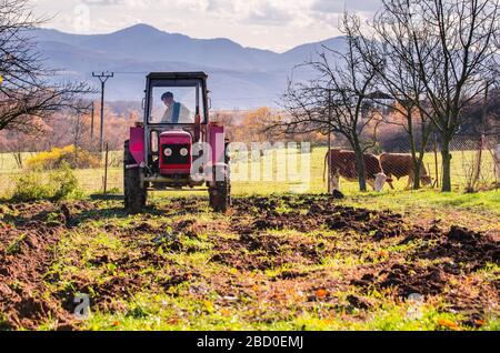 Coltivatore su trattore che prepara giardino per seminare. Due mucche sono pascolo in background Foto Stock