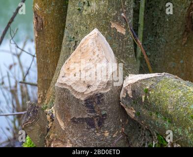 Gnawed fuori del tronco di albero mady da un castoro visto nella Germania meridionale Foto Stock