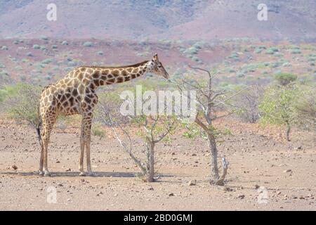 Giraffa adattata al deserto (Giraffa camelopardalis) in paesaggio desertico nutrendo acaciatree, Damaraland, Namibia Foto Stock