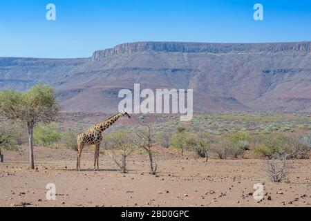 Giraffa adattata al deserto (Giraffa camelopardalis) in paesaggio desertico nutrendo acaciatree, Damaraland, Namibia Foto Stock