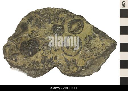 Roccia sedimentaria pietra fossilifera calcare. EO 045468 Sedimentary Rock Fossiliferous limestone 001.jpg Foto Stock