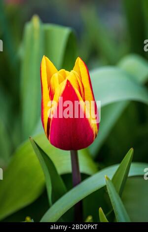 Tulipano fiore rosso e giallo. Foto Stock