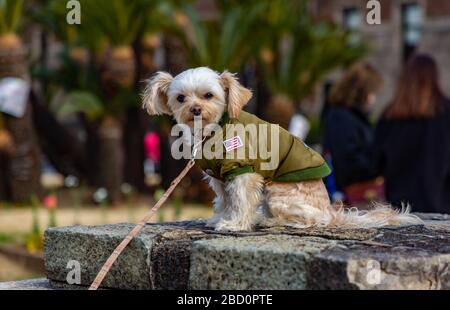 Una foto di un cane che posa accanto al Castello di Osaka, della razza Dandie Dinmont Terrier o Bichon Frise. Foto Stock