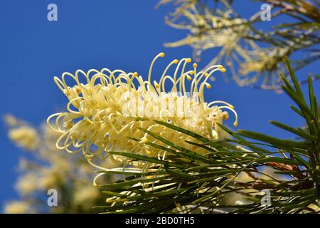 Vista ravvicinata di una pianta di Grevillea Moonlight che è una pianta coltivata e popolare giardino in giardini e amenità australiani, contro un cielo blu Foto Stock