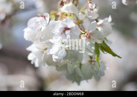 Cherry Tree Blossom Buds in Royal Botanical Gardens at Kew, Richmond, London Foto Stock