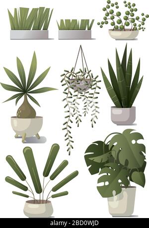 Set vettoriale di piante domestiche. Illustrazione Vettoriale