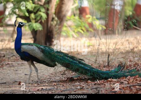 Bella Peacock migliori foto catturate in macchina fotografica Foto Stock