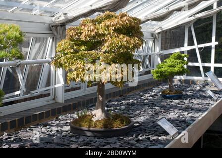 Bonsai House Alpine House No. 24 Conservatorio acciaio vetro bianco giapponese Bonsai alberi Royal Botanic Gardens Kew Gardens, Richmond, Londra 盆栽 Foto Stock