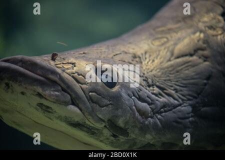 Arapaima. Arapaima,specie: Gigas,genere: Arapaima,Famiglia: Osteoglossidae,Ordine: Osteoglossiformes,Classe: Actinopterygii,Phylum: Chordata,Regno: Animalia,Amazonia,Arapaima orizzontale Foto Stock