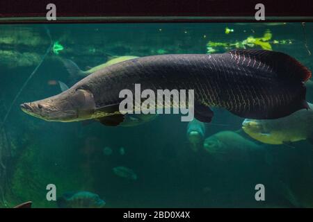 Arapaima. Arapaima,specie: Gigas,genere: Arapaima,Famiglia: Osteoglossidae,Ordine: Osteoglossiformes,Classe: Actinopterygii,Phylum: Chordata,Regno: Animalia,Amazonia,Arapaima orizzontale Foto Stock