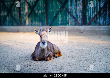 Il Parco Zoologico Nazionale è uno zoo di 176 ettari a Nuova Delhi, India. Una cittadella del XVI secolo, un'isola verde e una collezione di animali Foto Stock
