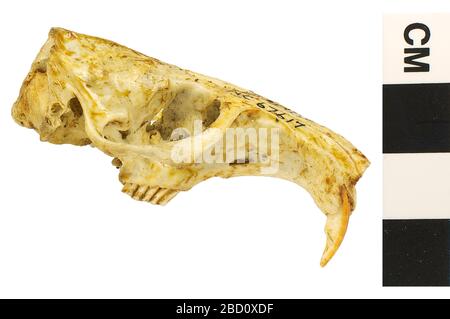 Pianure Pocket Gopher. EO 067617 Eastern Pocket Gopher Geomys bursarius 001.jpg Foto Stock