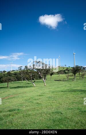 Bellissimo paesaggio ad Ambewela, Nuwara Eliya Foto Stock