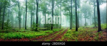 Scenario panoramico della foresta da sogno con un sentiero che invita a fare una passeggiata rilassante, con una bella luce soffusa e nebbia Foto Stock