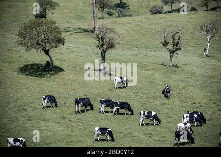 Bellissimo paesaggio ad Ambewela, Nuwara Eliya Foto Stock