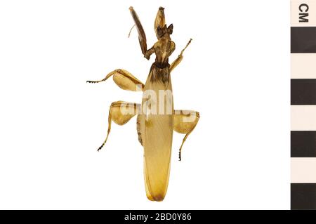 Malese Orchidea Mantis. EO 400806 Malaysian Orchid Mantis Hymenopus coronatus 001.jpg Foto Stock