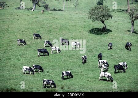 Bellissimo paesaggio ad Ambewela, Nuwara Eliya Foto Stock