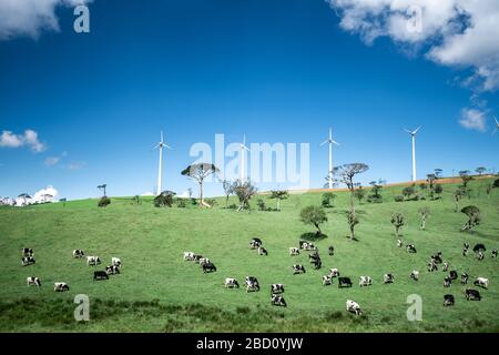 Bellissimo paesaggio ad Ambewela, Nuwara Eliya Foto Stock