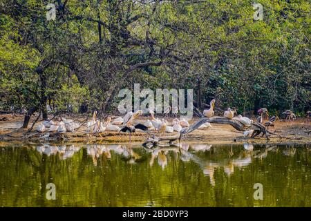 Il Parco Zoologico Nazionale è uno zoo di 176 ettari a Nuova Delhi, India. Una cittadella del XVI secolo, un'isola verde e una collezione di animali Foto Stock