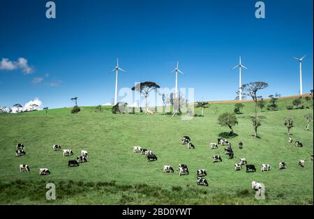 Bellissimo paesaggio ad Ambewela, Nuwara Eliya Foto Stock