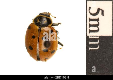 Convergent Lady Beetle. EO 020908 Ladybird Beetle Hippodamia convergans 001.jpg Foto Stock