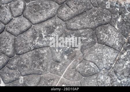 Arte di scultura rupestre aborigena a Ku-ring-gai Chase, Sydney, Australia Foto Stock