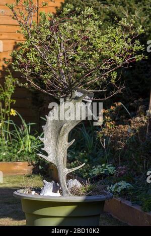 Corna daino che decora un salice fiammeggiante un piccolo albero o cespuglio piantato in un grande vaso. Le foglie giovani sono verdi, ma diventano rosa e bianche Foto Stock