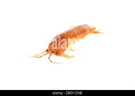 Canocchia su sfondo bianco Foto Stock