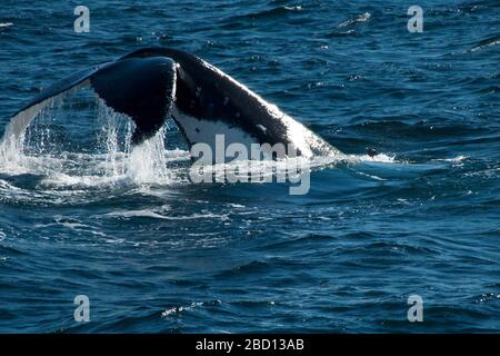 Sydney Australia, megattere che alza la coda in flauto Foto Stock