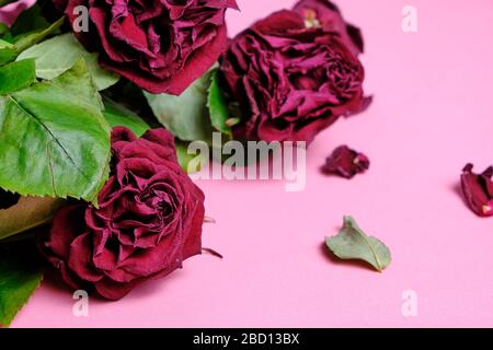 Bouquet di rose rosse appassite su sfondo rosa Foto Stock