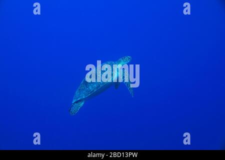 Tartaruga marina verde (Chelonia mydas) sott'acqua nelle Maldive Foto Stock