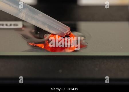 campione di sangue posizionato su un vetrino per microscopio Foto Stock