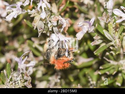 Macro fotografia di un'ape bumble che si nutrono di fiori di rosmarino Foto Stock