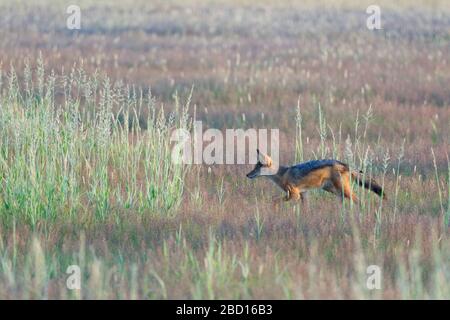 Jackal nero (Canis mesomelas), giovane, camminando nell'erba alta, Kgalagadi Transfrontier Park, Capo del Nord, Sud Africa, Africa Foto Stock
