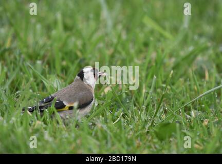 Primo piano di un goldfinch che alimenta su semi di dente di leone Foto Stock