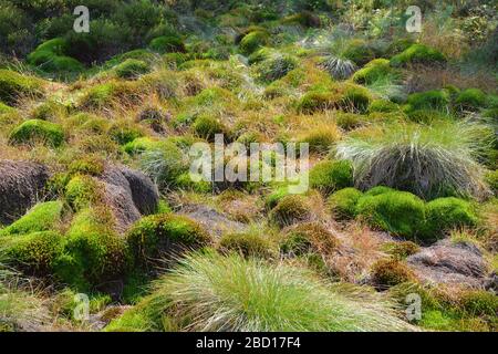 Muschio di torba nel Parco Nazionale Poland Bieszczady Foto Stock