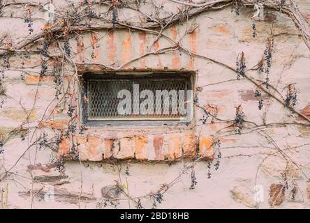 Finestra seminterrato in un vecchio edificio. Muri di mattoni. Viti secche sul muro dell'edificio. Finestra barrata. Foto Stock