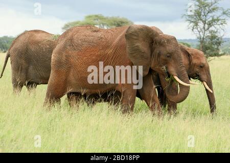 Un gregge di elefanti. Fotografato nella natura selvaggia in Kenya Foto Stock