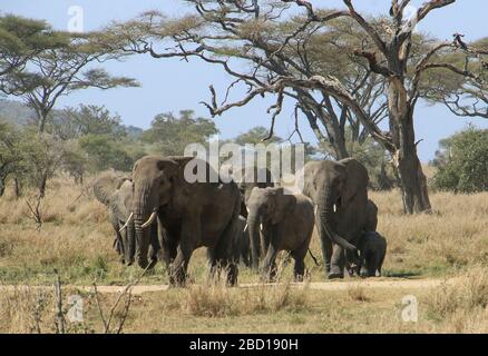 Un gregge di elefanti. Fotografato nella natura selvaggia in Kenya Foto Stock