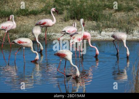 Grande gregge di fenicottero (fenicottero ruber). Fotografato nel Parco Nazionale di Serengeti, Tanzania Foto Stock