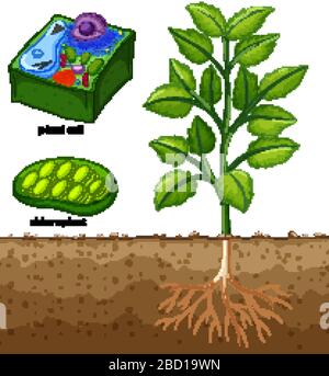 Diagramma che mostra la cellula di pianta e l'albero nell'illustrazione di terra Illustrazione Vettoriale